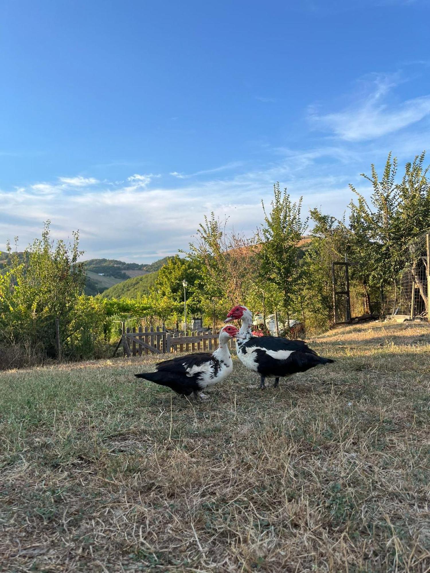 Agriturismo La Valle Dimenticata Urbania Eksteriør billede